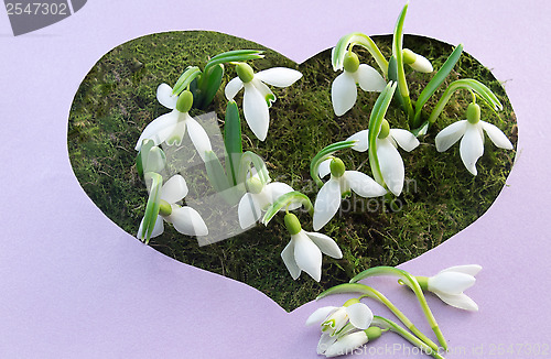 Image of The first flowers - snowdrops on the background of green moss