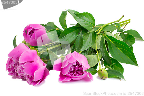 Image of Flowers and flower buds of peonies at white background.