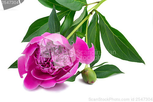Image of Flowers and flower buds of peonies at white background.