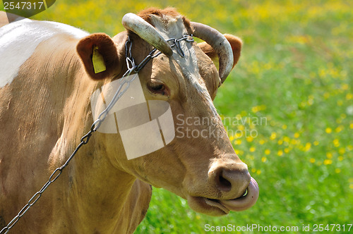 Image of Cow in a pasture