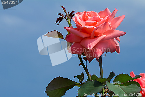 Image of Beautiful blossoming rose against the blue sky.