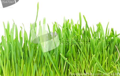 Image of Green grass