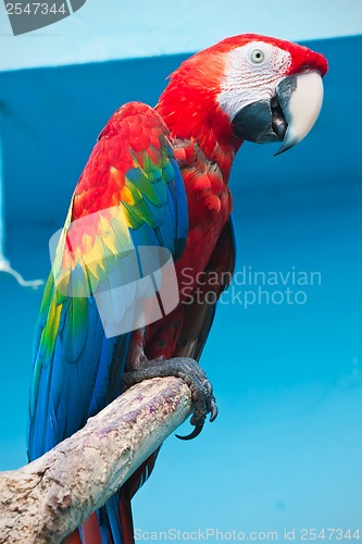 Image of Ara parrot