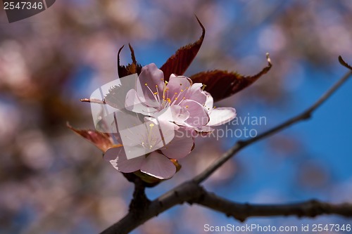 Image of Cherry blossom