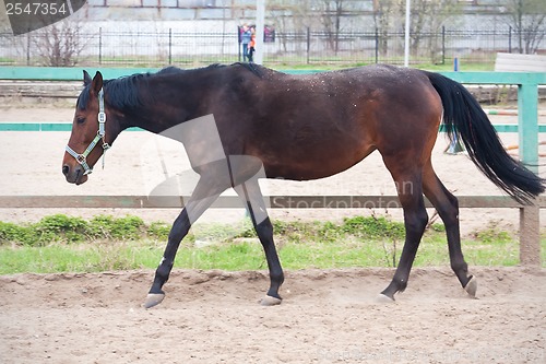 Image of Horse