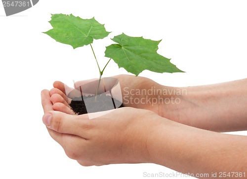 Image of Tree in hands