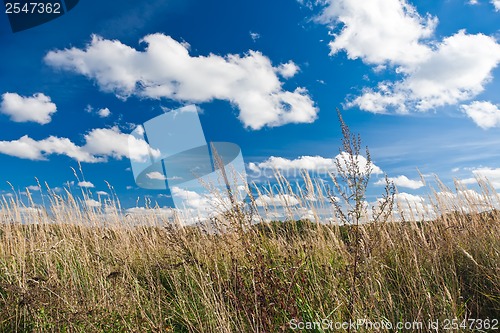 Image of Meadow