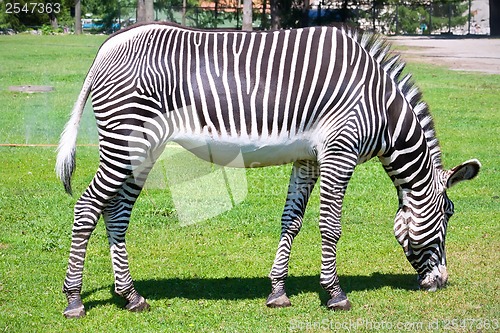 Image of Zebra