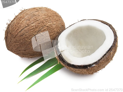 Image of Coconut