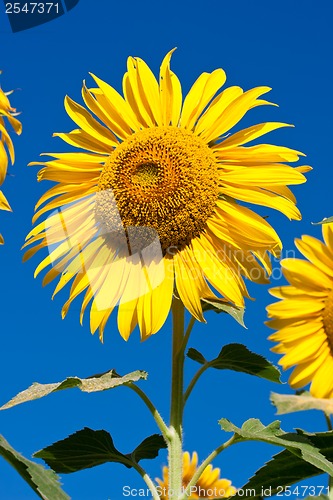 Image of Sunflower