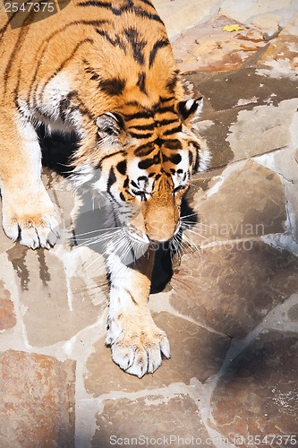 Image of Tiger