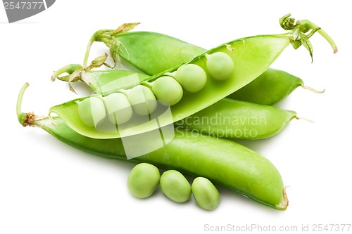 Image of Pea