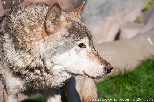 Image of Wolf