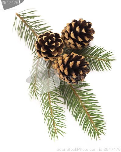 Image of fir-tree branch with cones