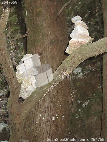 Image of Stones in a tree