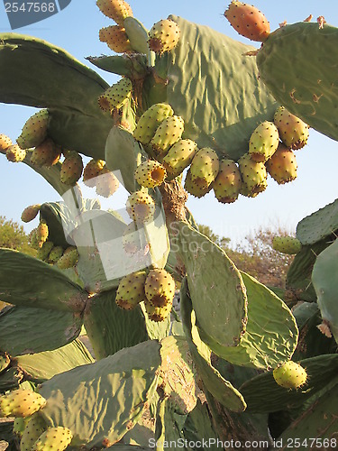 Image of Cactus in the wild