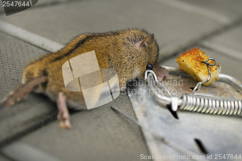 Image of The destruction of rodents using mousetrap