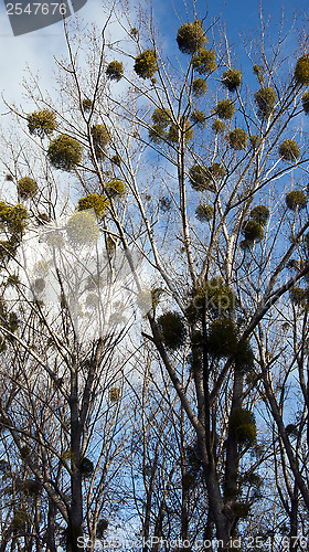 Image of Mistletoe