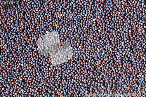 Image of Brassica nigra (black mustard)