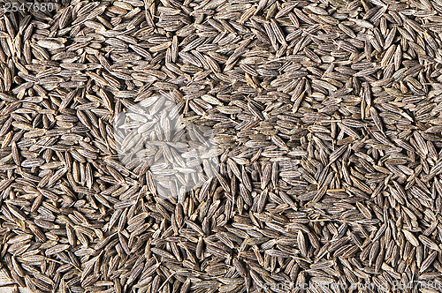 Image of Cumin (cummin) seeds