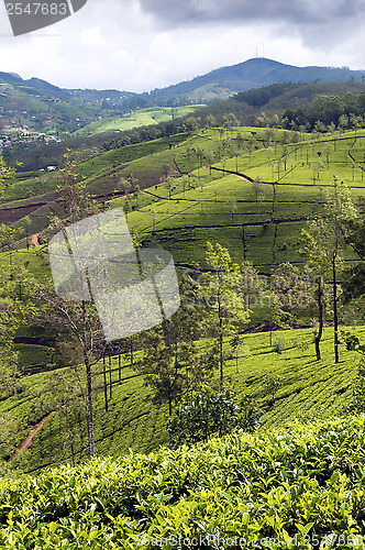 Image of Tea plantations