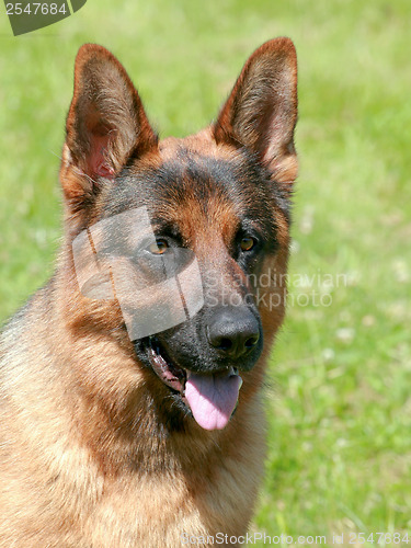 Image of German Shepherd Dog