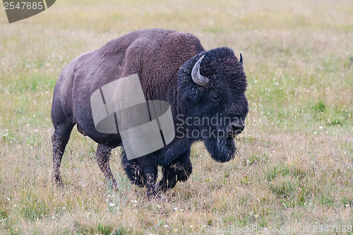 Image of Portrait of American Bison 