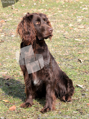 Image of Brown German Spaniel dog 