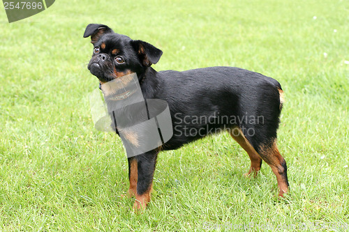 Image of Black Petit Brabancon dog