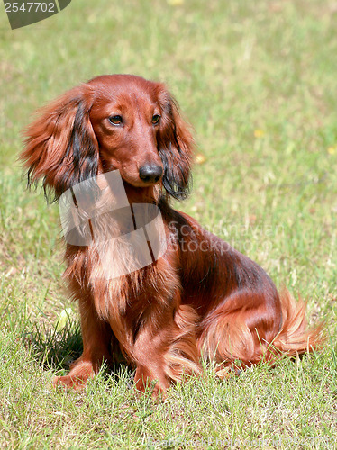 Image of Dachshund Standard Long-haired Red dog