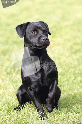 Image of Portrait of black Patterdale Terrier dog