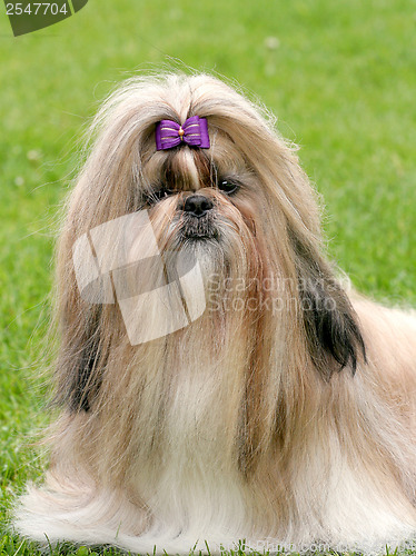 Image of The portrait of funny shih tzu dog