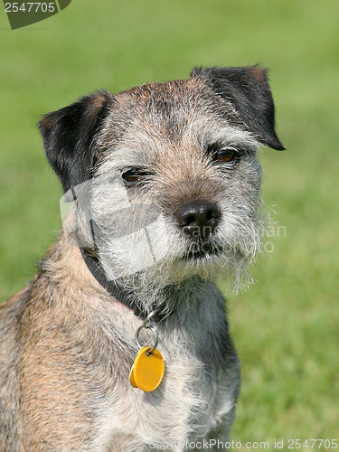 Image of Very old Border Terrier in a garden