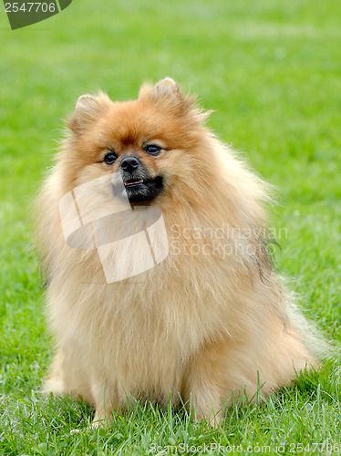 Image of The portrait of Pomeranian dog
