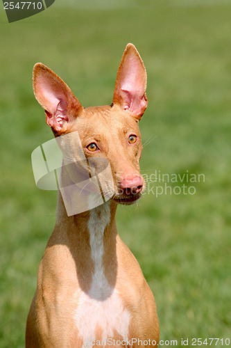 Image of The detail of strange Pharaoh Hound