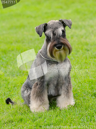 Image of Schnauzer Pepper and Salt in a garden