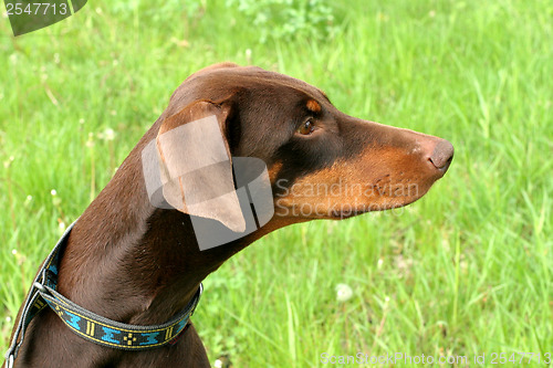Image of Typical Dobermann dog in a garden