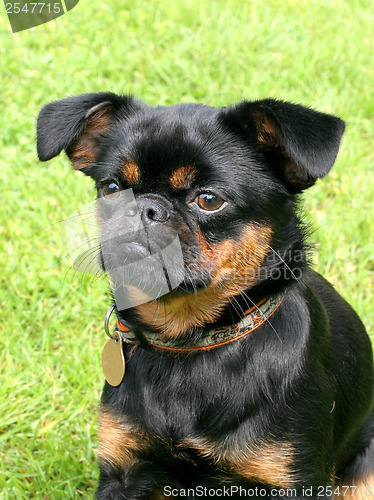 Image of Black Petit Brabancon dog