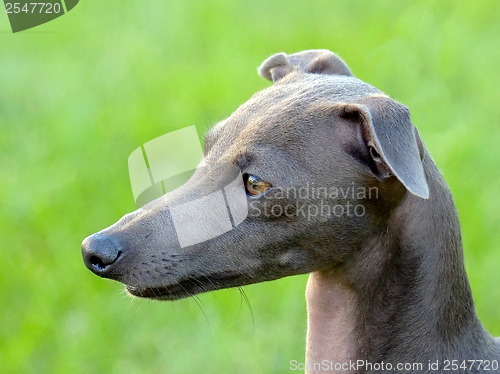 Image of The portrait of Italian Greyhound