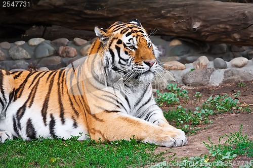 Image of Tiger