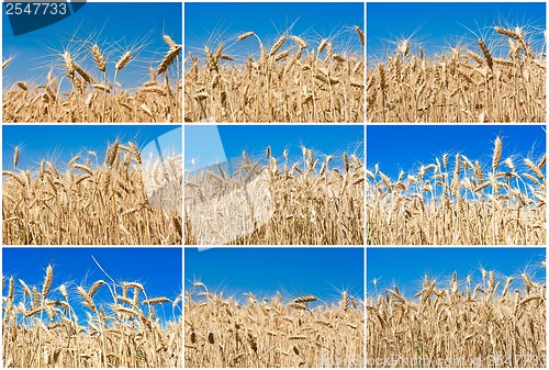 Image of Wheat field