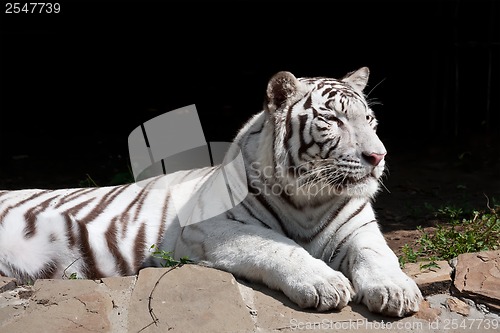 Image of White Tiger