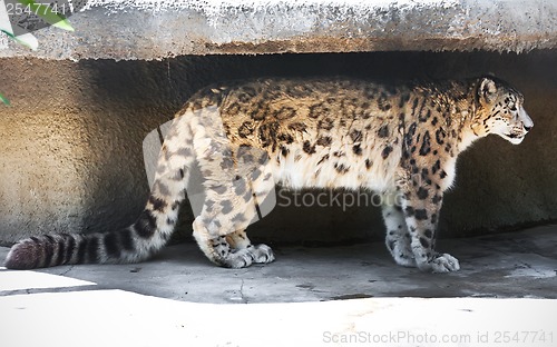Image of Snow Leopard