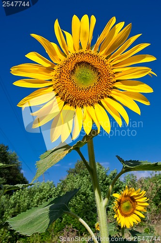 Image of Sunflower