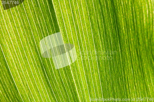 Image of Green leaf