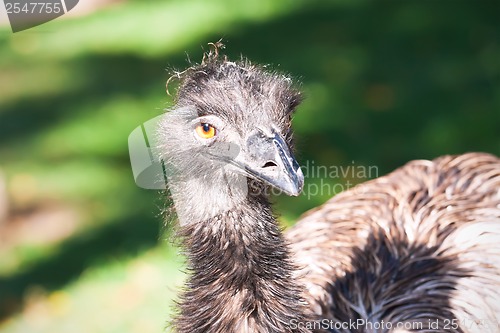 Image of Ostrich