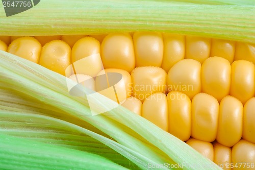 Image of Corn