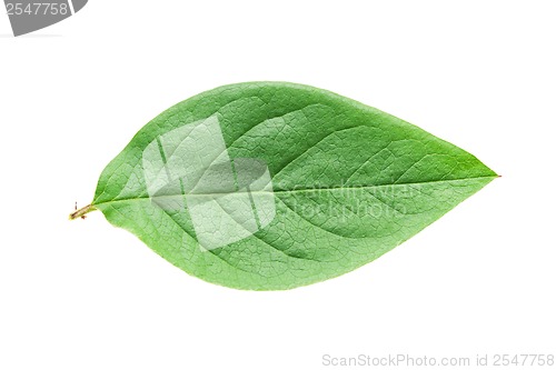 Image of Green leaf