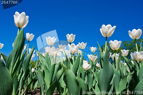 Image of Tulip flowers