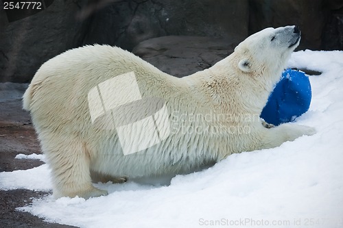 Image of Polar bear